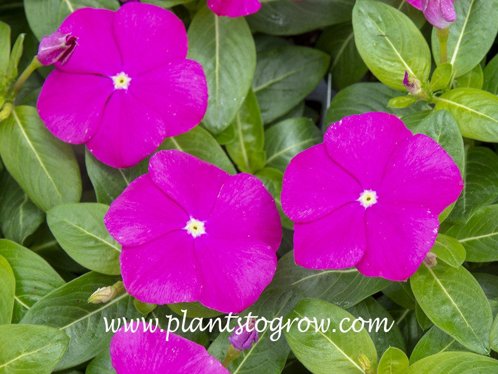 Deep Orchid Pacifica Madagascar Periwinkle